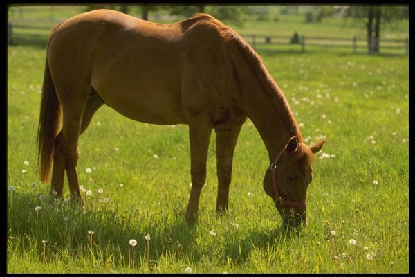 197085 Thoroughbred cross A4 Photo Print