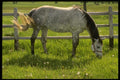 197086 Farm Horse A4 Photo Print