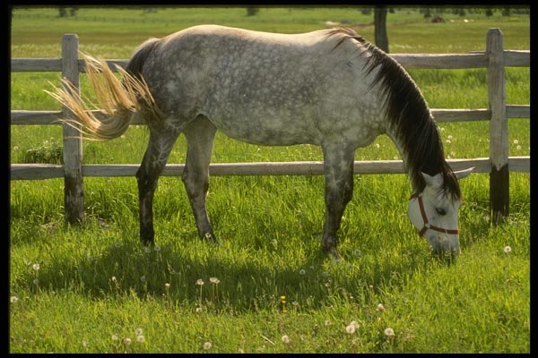 197086 Farm Horse A4 Photo Print