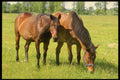 197087 American Saddlebreds A4 Photo Print