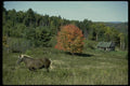 197088 Palomino A4 Photo Print
