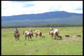 197089 Working Cowboys, Alberta A4 Photo Print