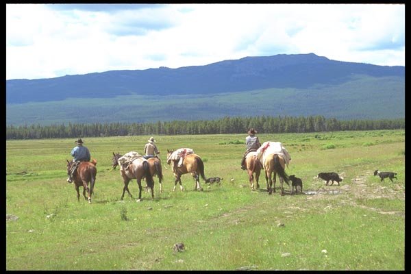 197089 Working Cowboys, Alberta A4 Photo Print
