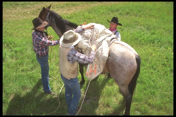 197091 Cowboys Loading Up A4 Photo Print