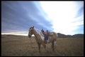 197092 Cow pony A4 Photo Print