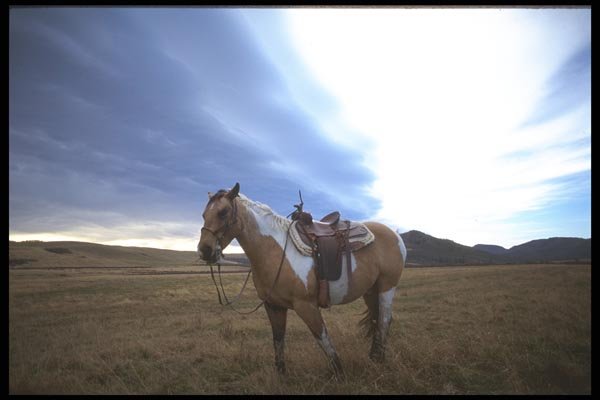 197092 Cow pony A4 Photo Print