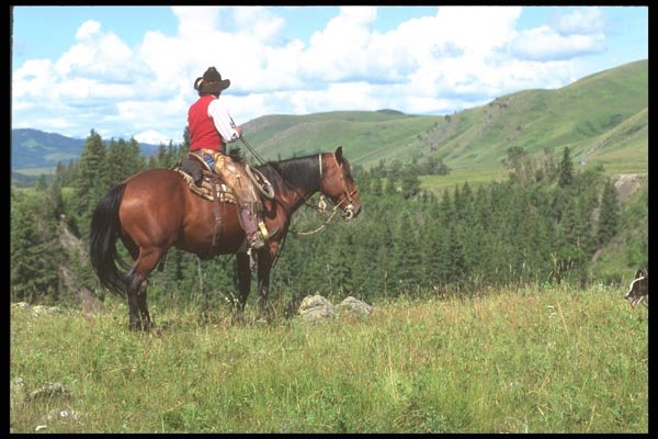 197093 Working Cowboys, Rocky Mountains A4 Photo Print
