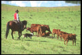 197095 Working Cattle A4 Photo Print