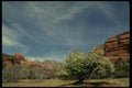 199000 Tree, Boynton Canyon Near Sedona, Arizona A4 Photo Print