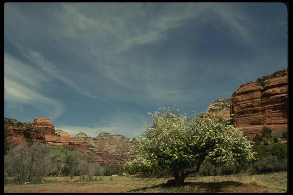 199000 Tree, Boynton Canyon Near Sedona, Arizona A4 Photo Print