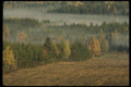 199001 Trees And Mist, St. Hilarion, Quebec In Charlevoix Area A4 Photo Print