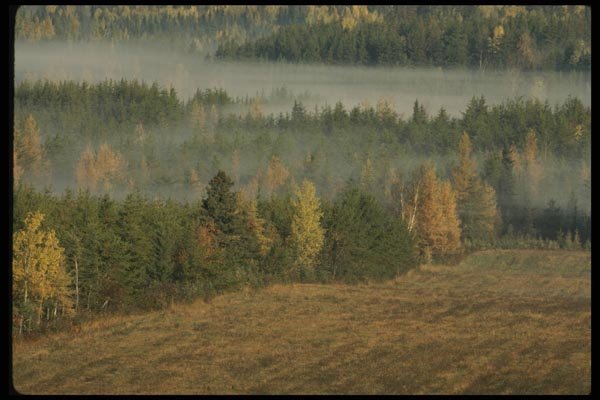199001 Trees And Mist, St. Hilarion, Quebec In Charlevoix Area A4 Photo Print