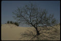 199003 Monahan's Sandhills State Park, Texas A4 Photo Print