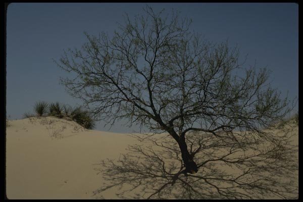 199003 Monahan's Sandhills State Park, Texas A4 Photo Print