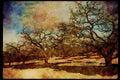 199005 Apple Orchard In Late Winter, Near Beebe, Quebec A4 Limited Edition Watercolour Print