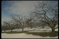 199005 Apple Orchard In Late Winter, Near Beebe, Quebec A4 Photo Print