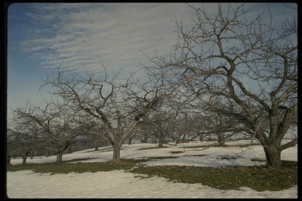 199005 Apple Orchard In Late Winter, Near Beebe, Quebec A4 Photo Print