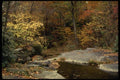 199012 Autumn Scene, Bear Run Stream, Pennsylvania A4 Photo Print