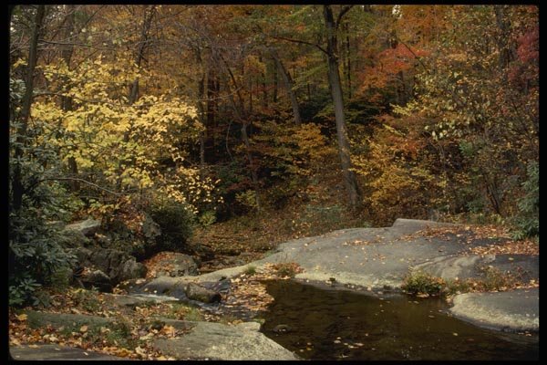 199012 Autumn Scene, Bear Run Stream, Pennsylvania A4 Photo Print