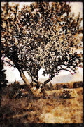199014 Tree In Spring Blossom A4 Limited Edition Watercolour Print