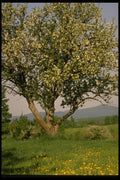 199014 Tree In Spring Blossom A4 Photo Print