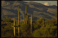 199016 Saguaro Cactus At Saguaro National Monument, Arizona A4 Photo Print