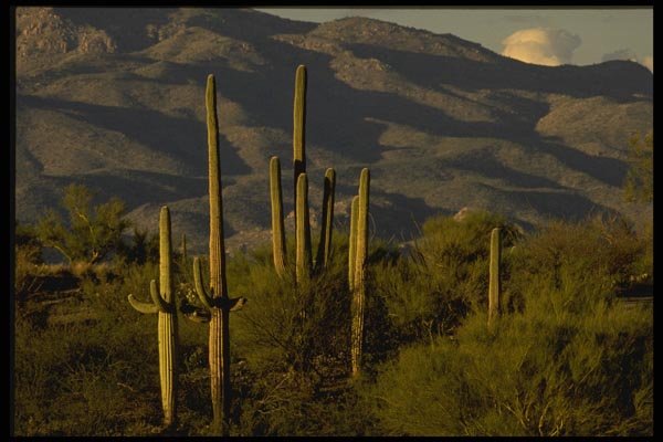 199016 Saguaro Cactus At Saguaro National Monument, Arizona A4 Photo Print