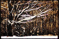 199019 Snow covered Tree A4 Limited Edition Watercolour Print