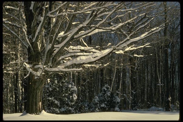 199019 Snow covered Tree A4 Photo Print