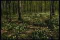 199020 Trilliums, Morgan Arboretum, Montreal, Quebec A4 Photo Print