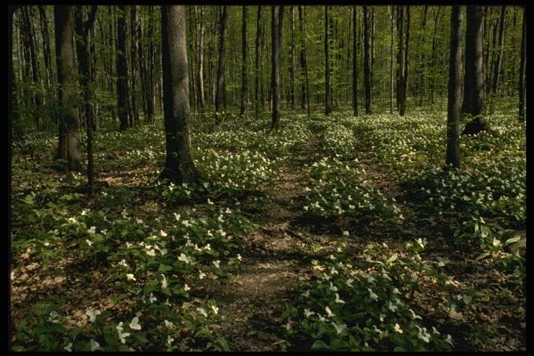 199020 Trilliums, Morgan Arboretum, Montreal, Quebec A4 Photo Print