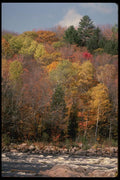 199021 Autumn Foliage Near Rouge River, Quebec A4 Photo Print