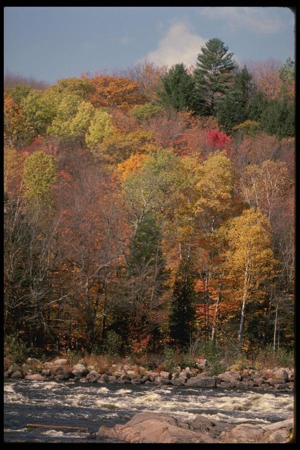 199021 Autumn Foliage Near Rouge River, Quebec A4 Photo Print