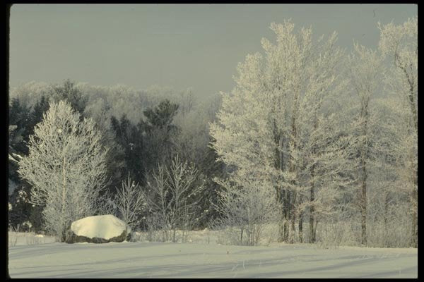 199022 Winter Scene With Frosted Trees Near Georgeville, Quebec A4 Photo Print