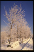 199025 Hoar Frost, Magog, Quebec A4 Photo Print