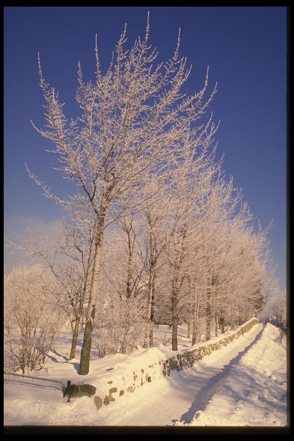 199025 Hoar Frost, Magog, Quebec A4 Photo Print