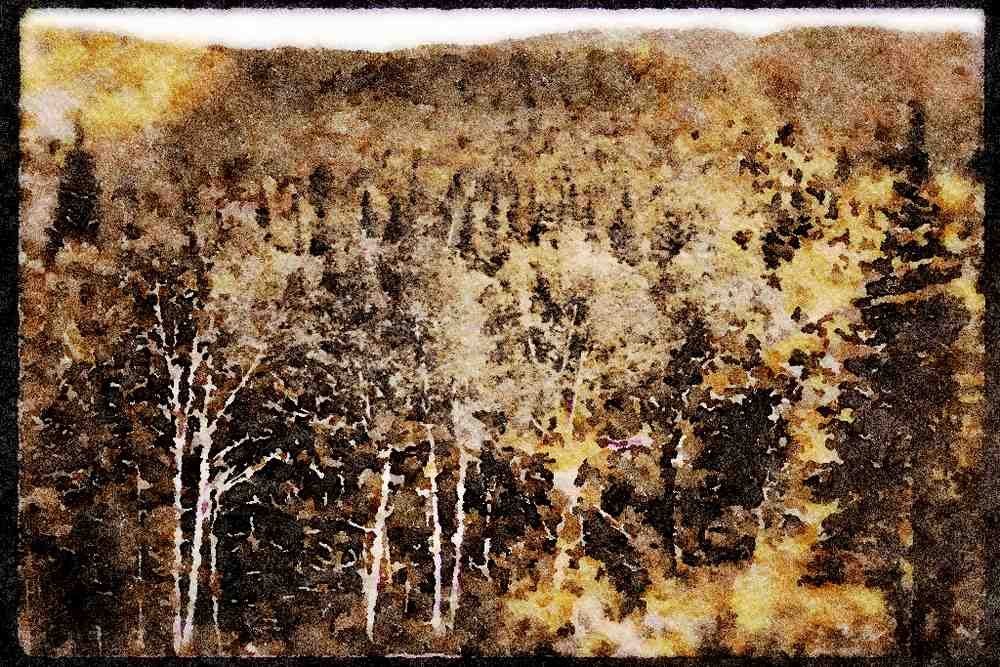 199027 Birches Near St. Marguerite, Quebec Laurentians A4 Limited Edition Watercolour Print