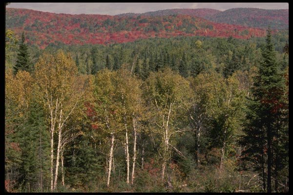 199027 Birches Near St. Marguerite, Quebec Laurentians A4 Photo Print