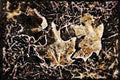 199032 Fallen Leaves Covered With Frost A4 Limited Edition Watercolour Print