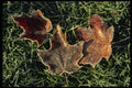 199032 Fallen Leaves Covered With Frost A4 Photo Print