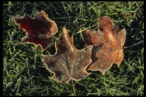 199032 Fallen Leaves Covered With Frost A4 Photo Print