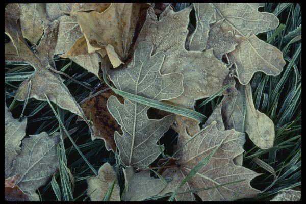 199033 Fallen Leaves Covered With Frost A4 Photo Print