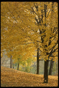 199041 Autumn Leaves, Quebec A4 Photo Print