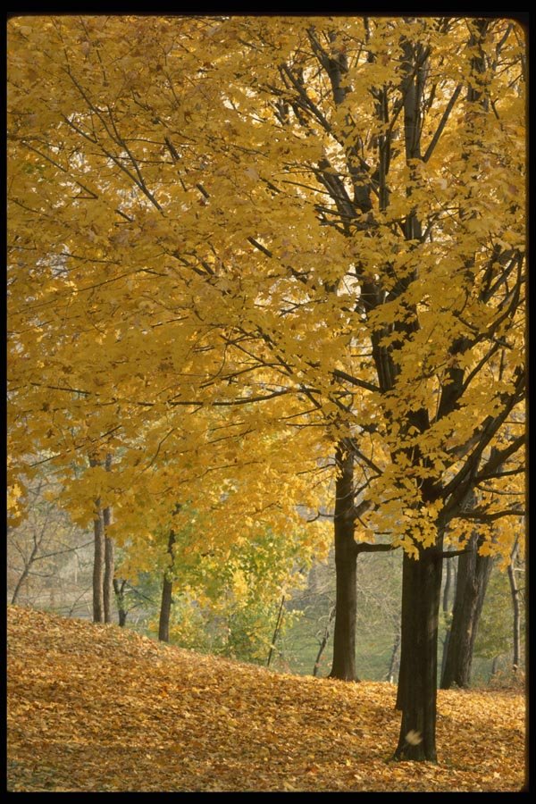199041 Autumn Leaves, Quebec A4 Photo Print