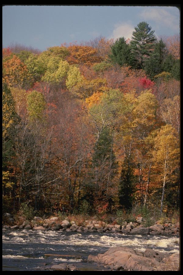 199042 Autumn Foliage Near Rouge River, Quebec A4 Photo Print