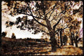 199047 Autumn Foliage And Golf Course, Magog, Quebec A4 Limited Edition Watercolour Print