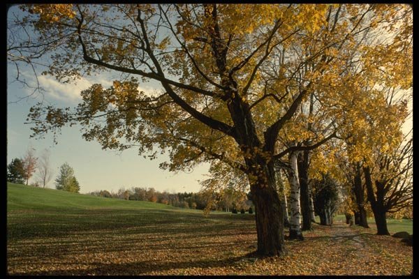 199047 Autumn Foliage And Golf Course, Magog, Quebec A4 Photo Print
