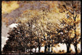 199049 Trees In Autumn Near Magog, Quebec A4 Limited Edition Watercolour Print