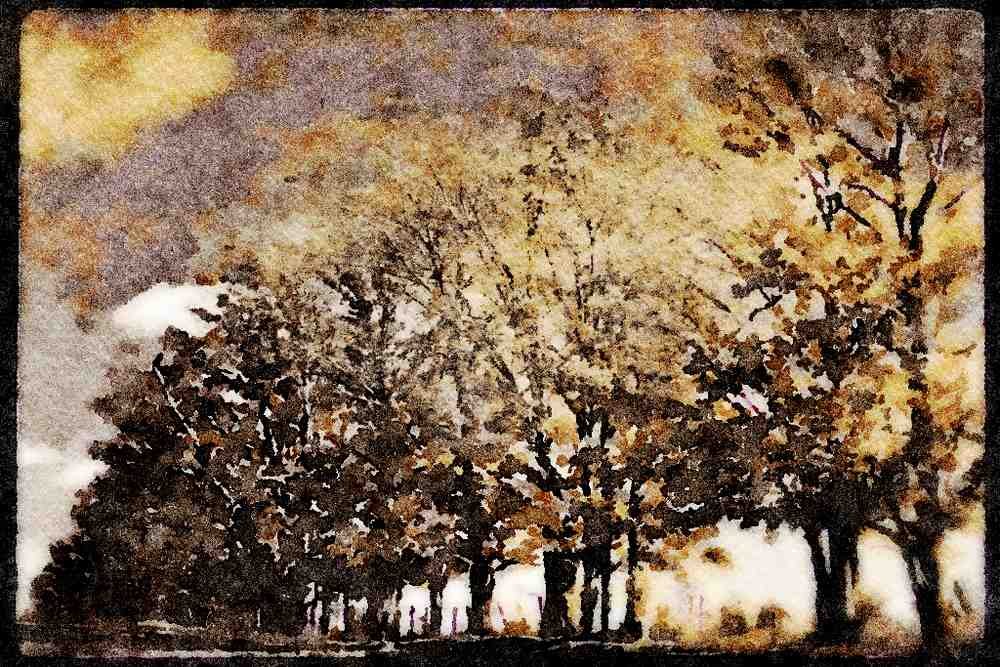 199049 Trees In Autumn Near Magog, Quebec A4 Limited Edition Watercolour Print