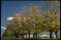 199049 Trees In Autumn Near Magog, Quebec A4 Photo Print